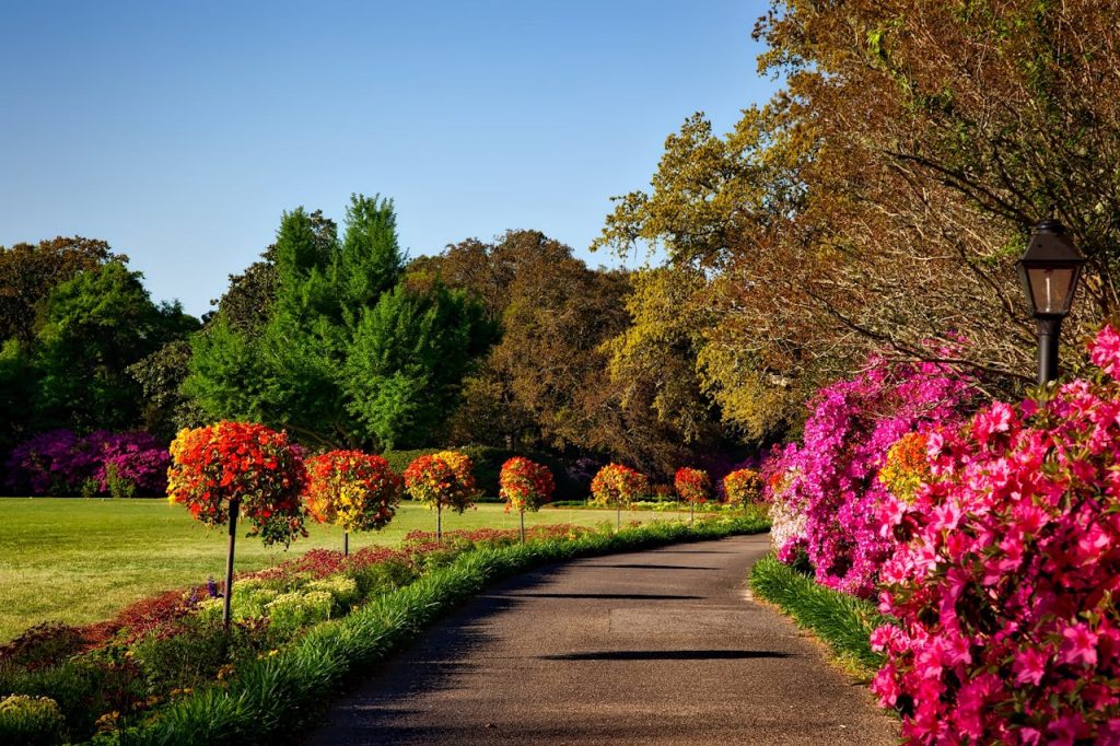 Allée en béton bordée de fleurs roses