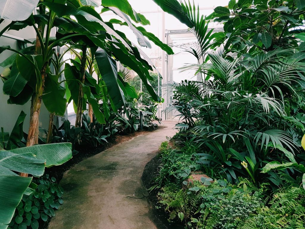 Allée de jardin bordée de massifs