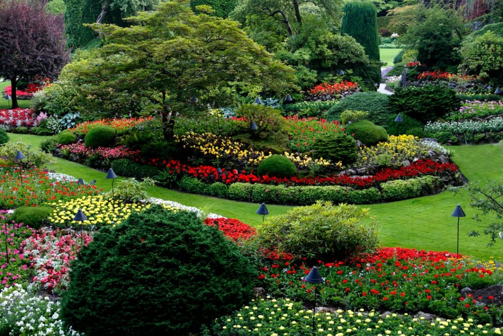 Massif de fleurs rouges et blanches